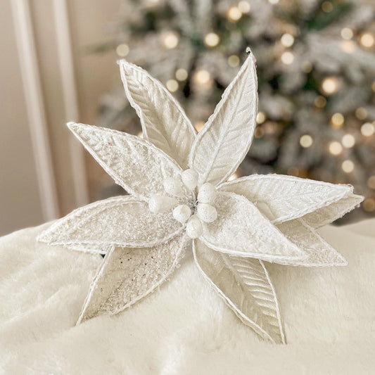 Snowy White Poinsettia