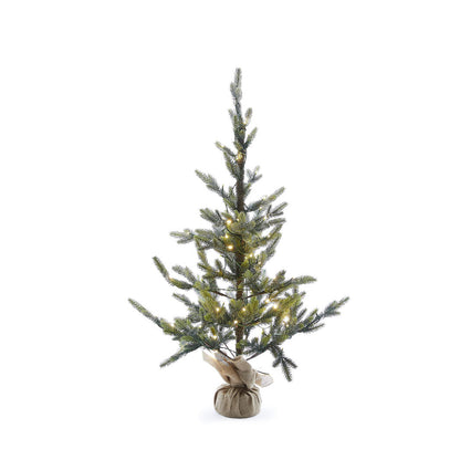 Potted Alpine Spruce Tree 3.5ft